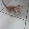 PISTACHE