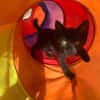CACHOU