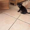 CACHOU