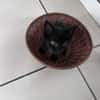 CACHOU
