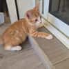 SAMY