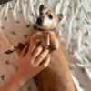 Chico