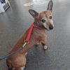 Chico