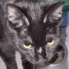 Toothless