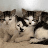 Spot, Odin and Nova