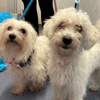 Willow and Sally