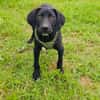 Ares ein lieber Labrador Mix