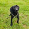 Ares ein lieber Labrador Mix