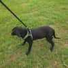 Ares ein lieber Labrador Mix