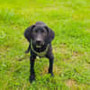 Ares ein lieber Labrador Mix