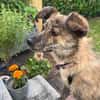 Milou; kleine, süße Seele