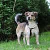 Süßer sunny boy Spooky sucht ein Zuhause