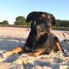 MYLO sucht neues Zuhause