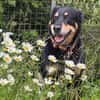 MYLO sucht neues Zuhause