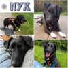 NYX -Klein, liebenswert und charmant-