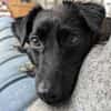 NYX -Klein, liebenswert und charmant-