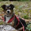 Diana; lustig und aufgeweckt