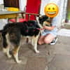 MIA auf Pflegestelle in 82319 Starnberg
