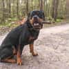 Drogo - ist katzenverträglich