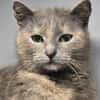 LUCY - Katzenmädchen sucht ihr Glück!