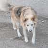Ronja suche Menschen mit Herz