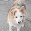 Ronja suche Menschen mit Herz
