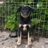 Zoe, freundlicher Welpe sucht Familie