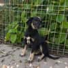 Zoe, freundlicher Welpe sucht Familie