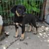 Zoe, freundlicher Welpe sucht Familie