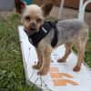 Masni,liebe YorkshireTerrier Hündin