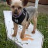 Masni,liebe YorkshireTerrier Hündin