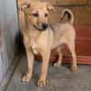Max, ausgeglichener Welpe sucht Familie