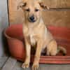 Max, ausgeglichener Welpe sucht Familie