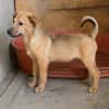 Max, ausgeglichener Welpe sucht Familie