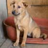 Max, ausgeglichener Welpe sucht Familie