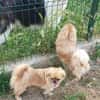 Puffy & Ares - einzeln oder zusamnen -