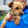Babsi, liebes Yorkshire Terrier Mädchen