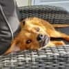 Filou  leises und sensibles Wesen