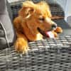 Filou  leises und sensibles Wesen