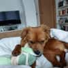 Filou  leises und sensibles Wesen