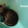 Solaire