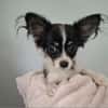 Blackie