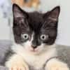 PETICHOU
