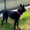 Yuzu dit Black