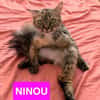NINOU