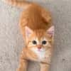 OUNA PETITE DE NINOU À ADOPTER EN DUO OU SEULE SI DÉJÀ UN CHAT PRÉSENT CHEZ VOUS