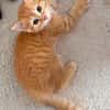 OUNA PETITE DE NINOU À ADOPTER EN DUO OU SEULE SI DÉJÀ UN CHAT PRÉSENT CHEZ VOUS
