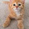 OUNA PETITE DE NINOU À ADOPTER EN DUO OU SEULE SI DÉJÀ UN CHAT PRÉSENT CHEZ VOUS