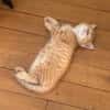 OUNA PETITE DE NINOU À ADOPTER EN DUO OU SEULE SI DÉJÀ UN CHAT PRÉSENT CHEZ VOUS