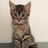 PITCHOU PETIT DE NINOU A ADOPTER EN DUO OU SEUL DI DÉJÀ UN CHAT PRÉSENT CHEZ VOUS